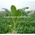 MCS04 Yexi semillas de choy sum de 40 días de alto rendimiento verde